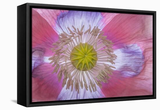 Pink Poppy II-Kathy Mahan-Framed Premier Image Canvas