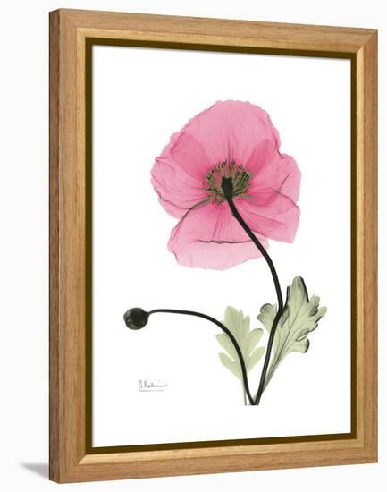 Pink Poppy-Albert Koetsier-Framed Stretched Canvas