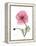 Pink Poppy-Albert Koetsier-Framed Stretched Canvas