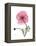 Pink Poppy-Albert Koetsier-Framed Stretched Canvas