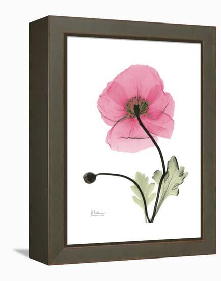 Pink Poppy-Albert Koetsier-Framed Stretched Canvas