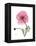 Pink Poppy-Albert Koetsier-Framed Stretched Canvas