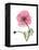 Pink Poppy-Albert Koetsier-Framed Stretched Canvas