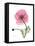 Pink Poppy-Albert Koetsier-Framed Stretched Canvas