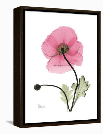 Pink Poppy-Albert Koetsier-Framed Stretched Canvas