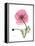 Pink Poppy-Albert Koetsier-Framed Stretched Canvas