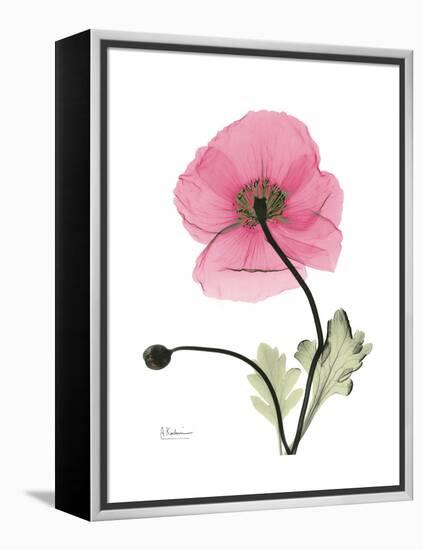 Pink Poppy-Albert Koetsier-Framed Stretched Canvas