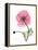 Pink Poppy-Albert Koetsier-Framed Stretched Canvas