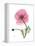 Pink Poppy-Albert Koetsier-Framed Stretched Canvas