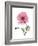 Pink Poppy-Albert Koetsier-Framed Premium Giclee Print