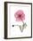 Pink Poppy-Albert Koetsier-Framed Premium Giclee Print