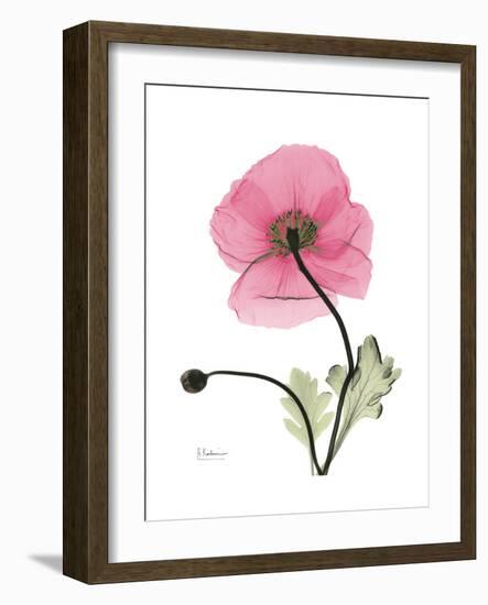 Pink Poppy-Albert Koetsier-Framed Premium Giclee Print