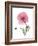 Pink Poppy-Albert Koetsier-Framed Premium Giclee Print