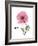 Pink Poppy-Albert Koetsier-Framed Premium Giclee Print