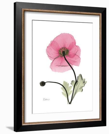 Pink Poppy-Albert Koetsier-Framed Premium Giclee Print