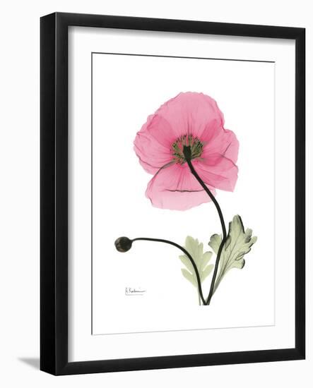 Pink Poppy-Albert Koetsier-Framed Premium Giclee Print