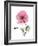 Pink Poppy-Albert Koetsier-Framed Premium Giclee Print