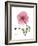 Pink Poppy-Albert Koetsier-Framed Premium Giclee Print