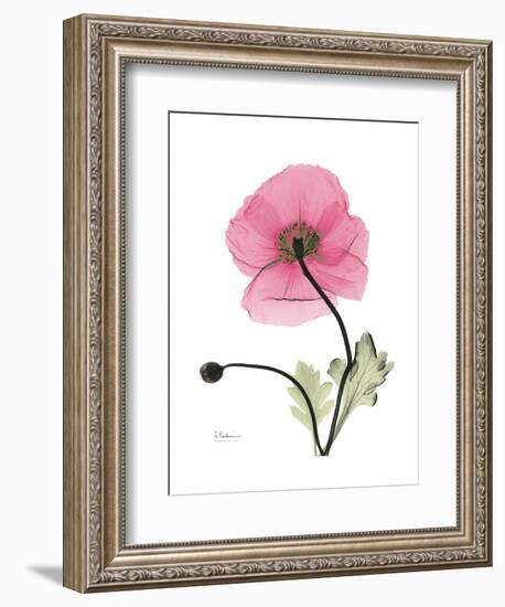 Pink Poppy-Albert Koetsier-Framed Art Print