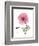 Pink Poppy-Albert Koetsier-Framed Art Print