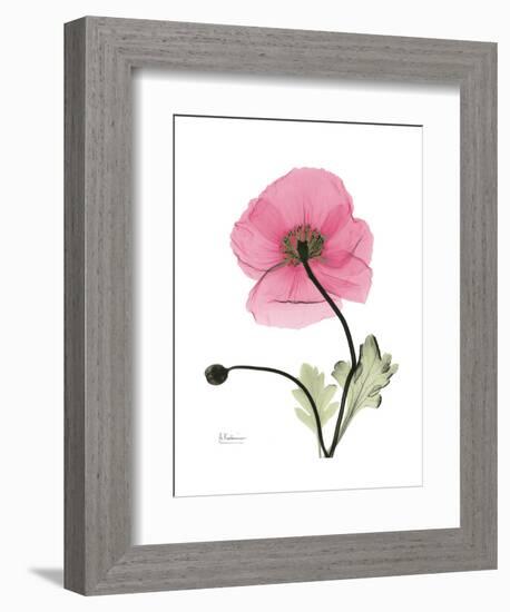 Pink Poppy-Albert Koetsier-Framed Art Print