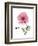 Pink Poppy-Albert Koetsier-Framed Art Print