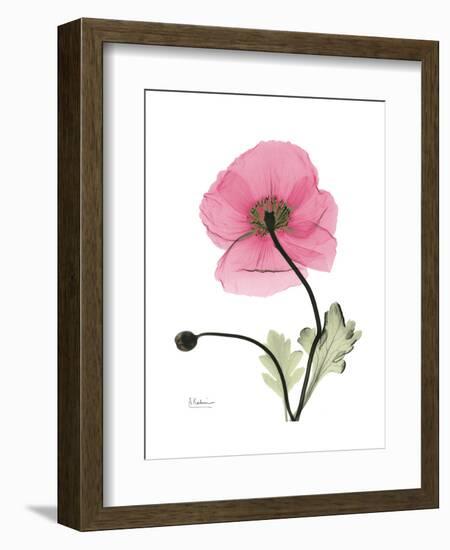 Pink Poppy-Albert Koetsier-Framed Art Print