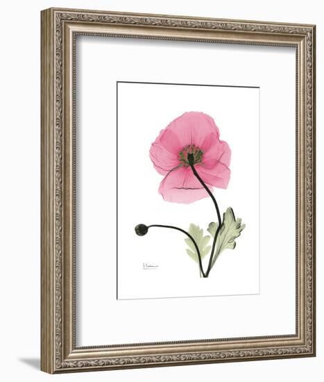 Pink Poppy-Albert Koetsier-Framed Art Print