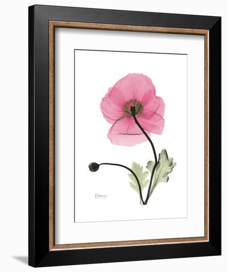 Pink Poppy-Albert Koetsier-Framed Art Print