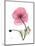 Pink Poppy-Albert Koetsier-Mounted Art Print