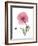 Pink Poppy-Albert Koetsier-Framed Art Print