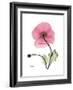Pink Poppy-Albert Koetsier-Framed Art Print