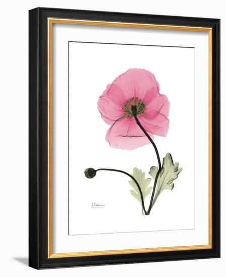 Pink Poppy-Albert Koetsier-Framed Art Print