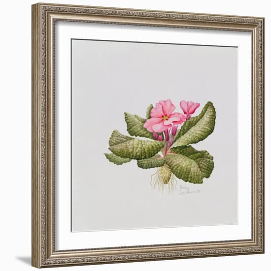 Pink primrose-Sally Crosthwaite-Framed Giclee Print