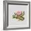 Pink primrose-Sally Crosthwaite-Framed Giclee Print