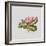 Pink primrose-Sally Crosthwaite-Framed Giclee Print