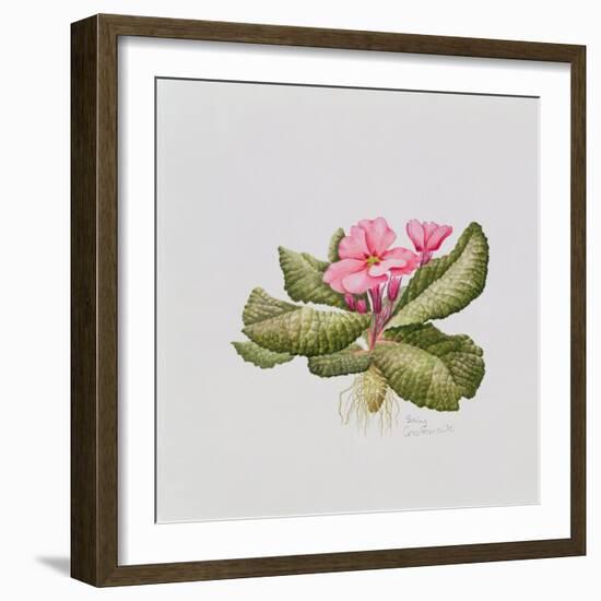 Pink primrose-Sally Crosthwaite-Framed Giclee Print