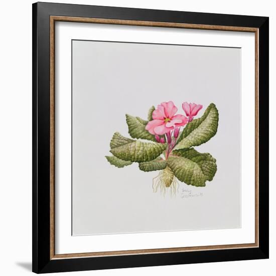 Pink primrose-Sally Crosthwaite-Framed Giclee Print