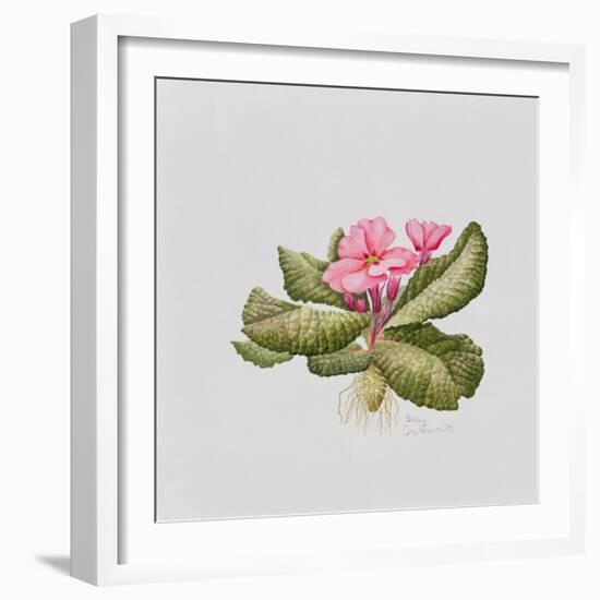 Pink primrose-Sally Crosthwaite-Framed Giclee Print