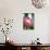 Pink Protea-Karyn Millet-Photo displayed on a wall