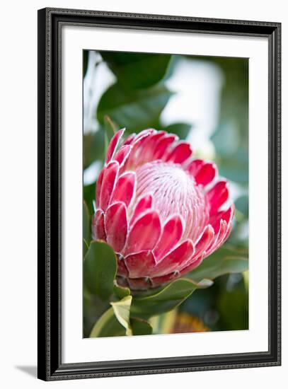 Pink Protea-Karyn Millet-Framed Photo