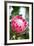 Pink Protea-Karyn Millet-Framed Photo