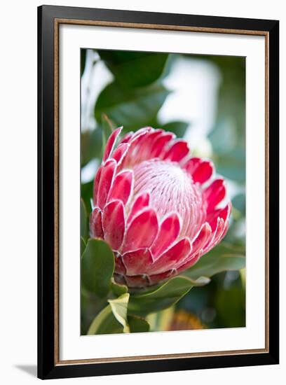 Pink Protea-Karyn Millet-Framed Photo