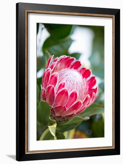 Pink Protea-Karyn Millet-Framed Photo