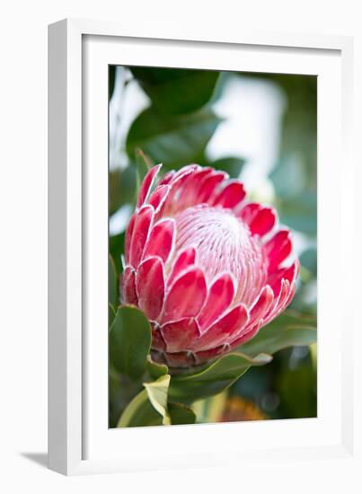 Pink Protea-Karyn Millet-Framed Photo
