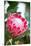 Pink Protea-Karyn Millet-Mounted Photo
