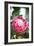 Pink Protea-Karyn Millet-Framed Photo