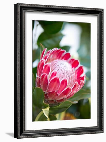 Pink Protea-Karyn Millet-Framed Photo