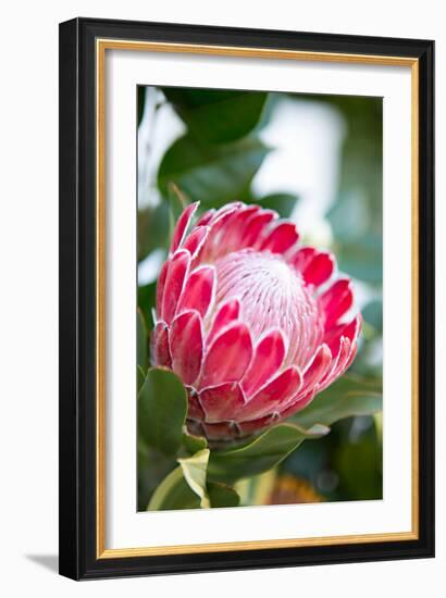 Pink Protea-Karyn Millet-Framed Photo