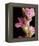 Pink Quintessence-Monika Burkhart-Framed Stretched Canvas